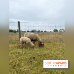 La ferme de Saint-Cyr l'Ecole - image00042