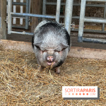 La ferme de Saint-Cyr l'Ecole - image00044