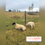 La ferme de Saint-Cyr l'Ecole - image00038