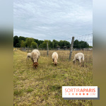 La ferme de Saint-Cyr l'Ecole - image00035