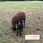 La ferme de Saint-Cyr l'Ecole - image00025