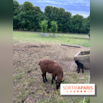 La ferme de Saint-Cyr l'Ecole - image00026