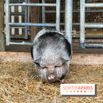 La ferme de Saint-Cyr l'Ecole - image00023