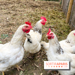 Les Rives de Paris, l'unique camping du 93 à Neuilly-sur-Marne - image00064