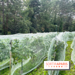 Le parc Georges Brassens, pour se croire à la campagne dans le 15e - image00027
