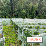 Le parc Georges Brassens, pour se croire à la campagne dans le 15e - image00020