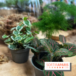 Boby la Plante