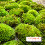 Boby la Plante - IMG 4345