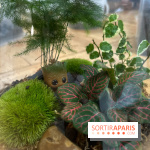 Boby la Plante