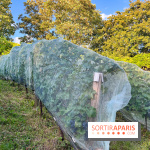 Vignes de Belleville - image00003