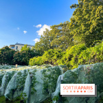 Vignes de Belleville - image00006