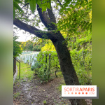 Vignes de Belleville - image00008