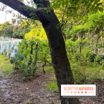 Vignes de Belleville - image00009