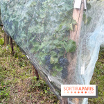 Vignes de Belleville - image00001