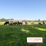 La Ferme des 4 Etoiles à Auffargis - image00047