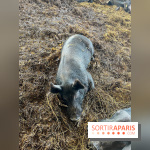 La Ferme des 4 Etoiles à Auffargis - image00024