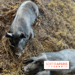 La Ferme des 4 Etoiles à Auffargis - image00025