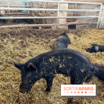 La Ferme des 4 Etoiles à Auffargis - image00027