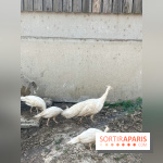 La Ferme des 4 Etoiles à Auffargis - image00014