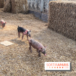 La Ferme des 4 Etoiles à Auffargis - image00016