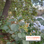 Les bords de Marne - image00012