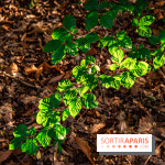 Le sentier des Maréchaux à Senlisse - Vallée de Chevreuse -  feuilles