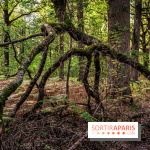 Le sentier des Maréchaux à Senlisse - Vallée de Chevreuse -  A7C2525