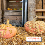 Automne au Potager du Roi - Citrouilles - Halloween