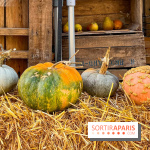 Automne au Potager du Roi - Citrouilles - Halloween