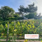 Vignes Montmartre