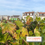 Vignes Montmartre