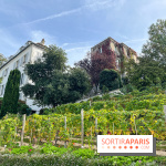 Vignes Montmartre