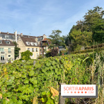 Vignes Montmartre