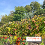 Vignes Montmartre