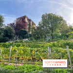 Vignes Montmartre