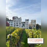 Vignes Montmartre