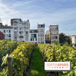 Vignes Montmartre