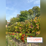 Vignes Montmartre
