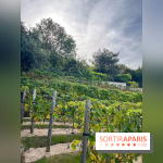 Vignes Montmartre