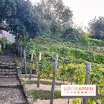 Vignes Montmartre