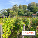 Vignes Montmartre