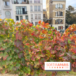 Vignes Montmartre