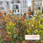 Vignes Montmartre