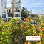 Vignes Montmartre