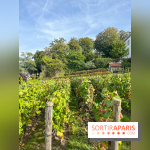 Vignes Montmartre