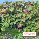 Vignes Montmartre