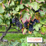 Vignes Montmartre - image00008