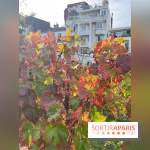 Vignes Montmartre - image00009