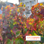 Vignes Montmartre