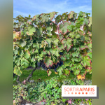 Vignes Montmartre